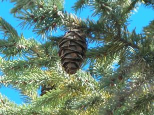 1280px-mexican_douglas_fir_pseudotsuga_lindleyana_branch
